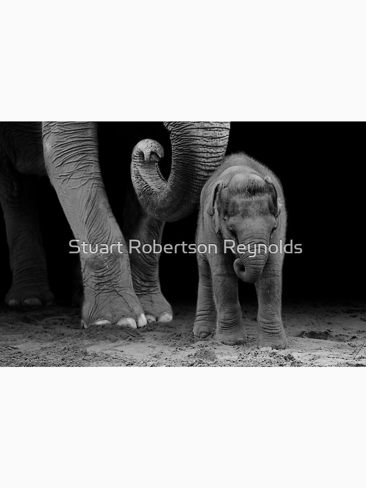 Mother and Calf by Sparky2000