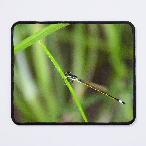 Item preview, Damsel Fly designed and sold by MercerImages.