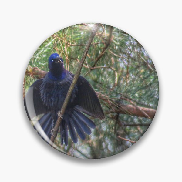 Item preview, Grackle designed and sold by Larrysphotos.