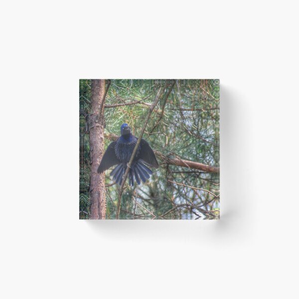 Item preview, Grackle designed and sold by Larrysphotos.