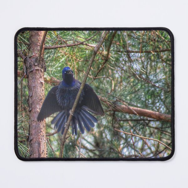Item preview, Grackle designed and sold by Larrysphotos.