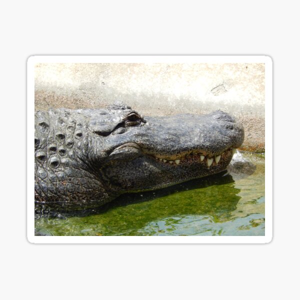 Alligator 002 Sticker