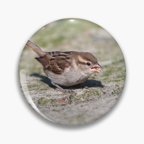 Item preview, Fledgling house sparrow designed and sold by GreyFeatherPhot.