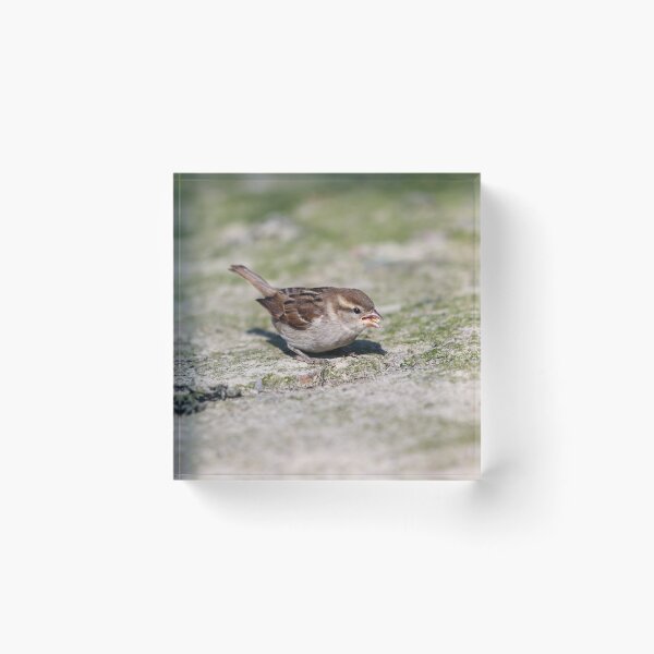 Item preview, Fledgling house sparrow designed and sold by GreyFeatherPhot.