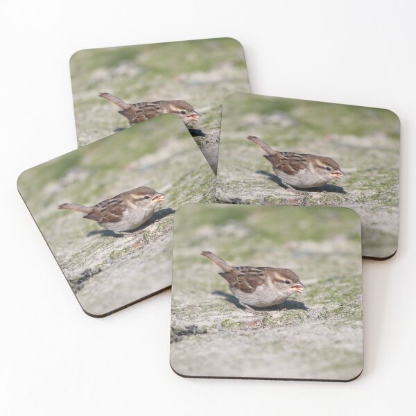 Item preview, Fledgling house sparrow designed and sold by GreyFeatherPhot.