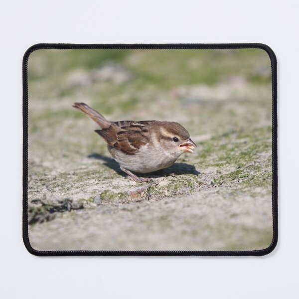 Item preview, Fledgling house sparrow designed and sold by GreyFeatherPhot.