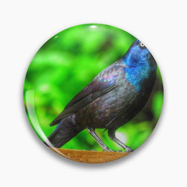 Item preview, Grackle designed and sold by Larrysphotos.