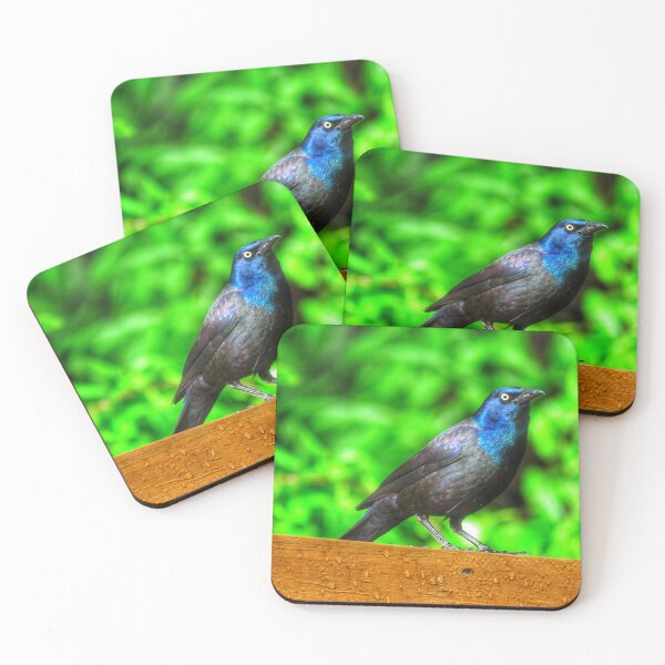 Item preview, Grackle designed and sold by Larrysphotos.