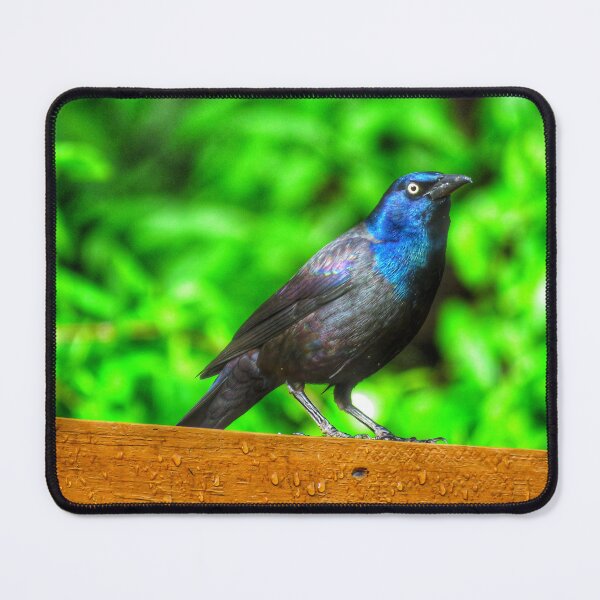 Item preview, Grackle designed and sold by Larrysphotos.
