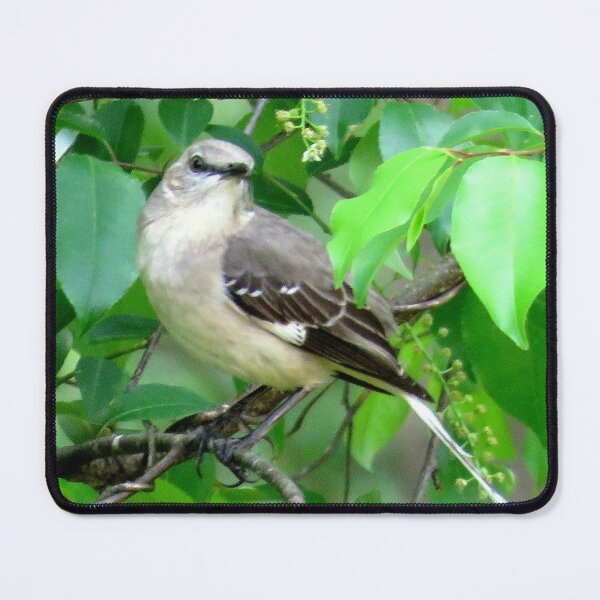 Item preview, Northern mockingbird designed and sold by Larrysphotos.