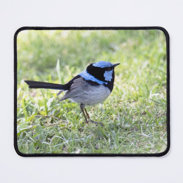 Item preview, Little Blue Wren designed and sold by imaginethis.