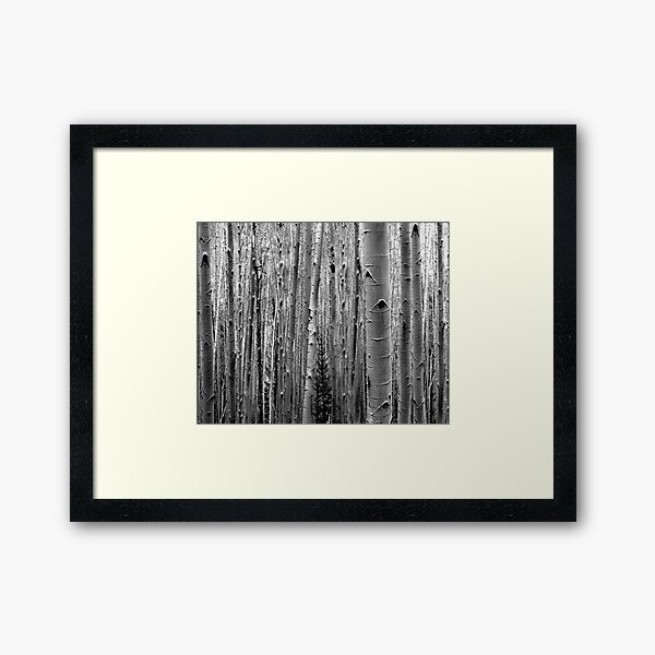 Aspens on the Trail Framed Art Print