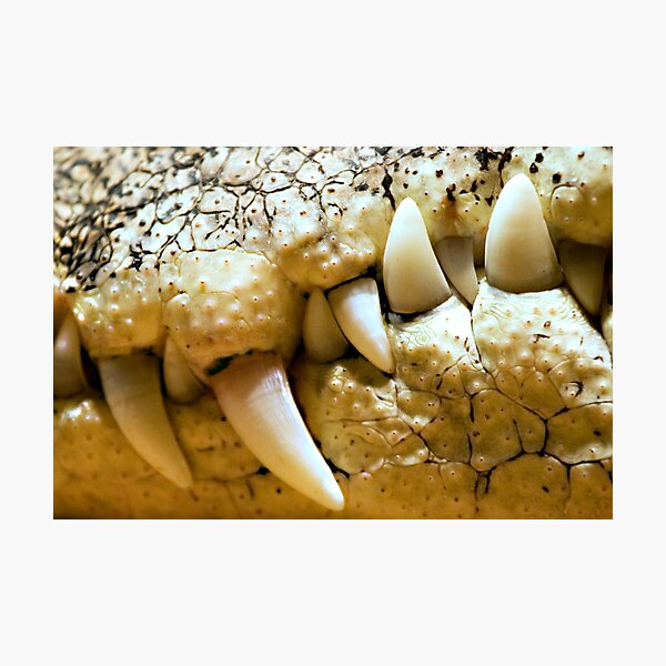 Never Smile at a Crocodile Photographic Print