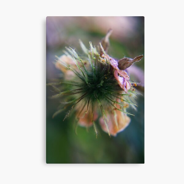 to burst open (from wild flowers collection) Canvas Print