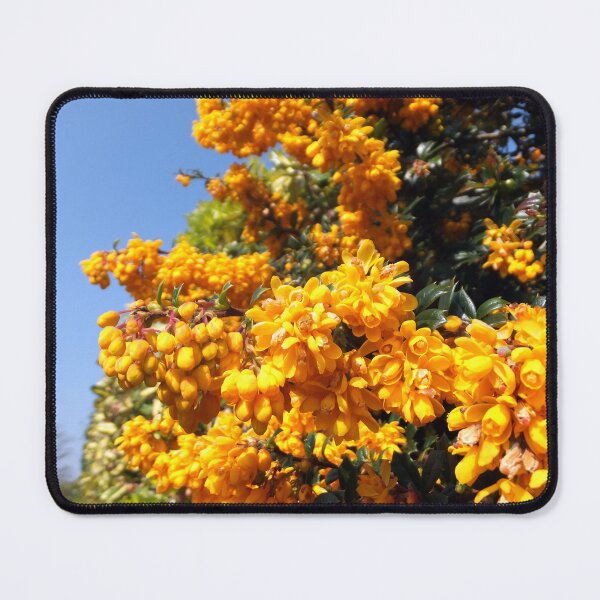 Item preview, Mahonia aquifolium, Oregon grape designed and sold by pinkal.