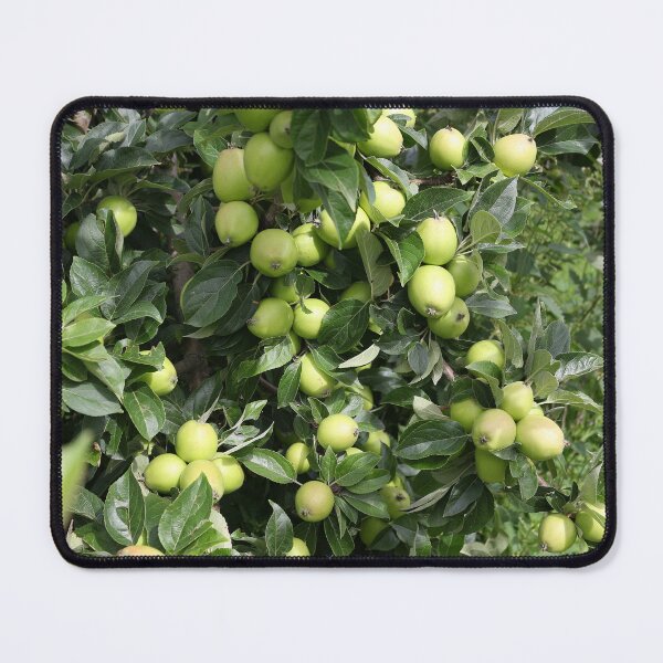 Item preview, Apples growing on a tree designed and sold by pinkal.