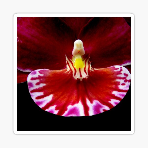 Prom - Orchid Alien Discovery Sticker