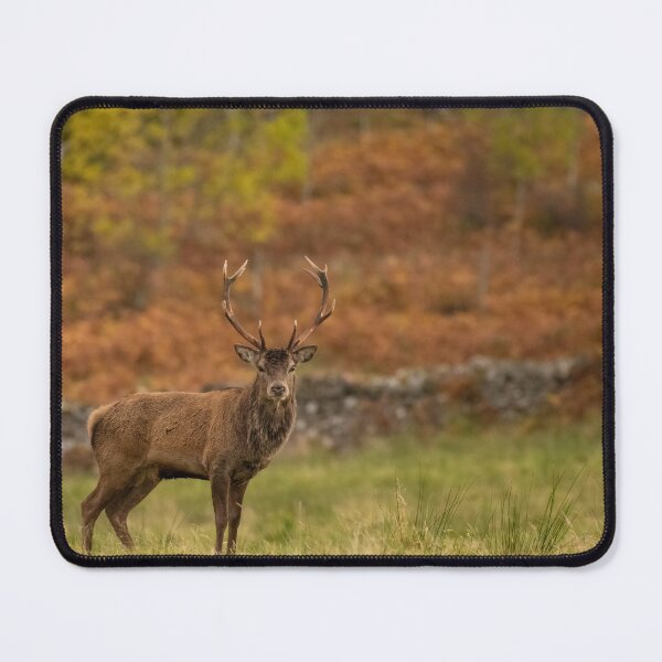 Item preview, Scottish Stag.  designed and sold by JoHackman.