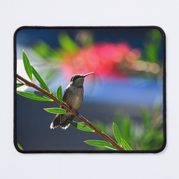 Item preview, A Perched Hummingbird designed and sold by LisaWootenPhoto.