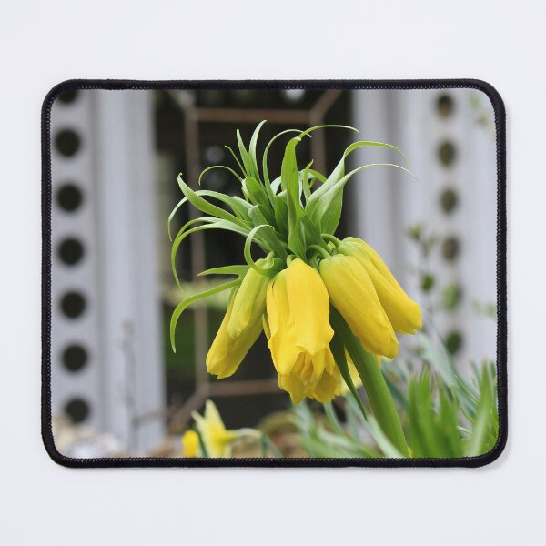 Item preview, Yellow Fritillary Flower designed and sold by pinkal.