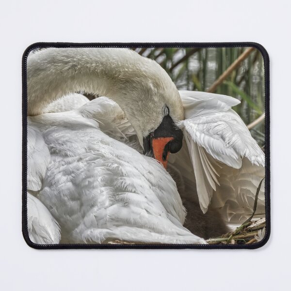 Item preview, Swan mothers embrace designed and sold by HelkoryoArt.