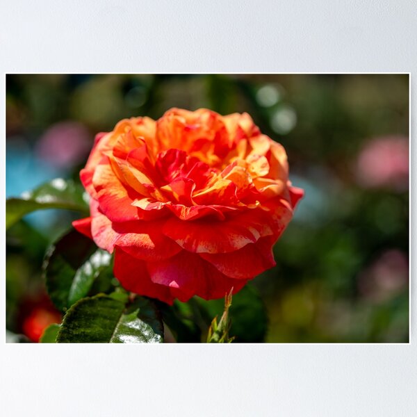 Item preview, Delightful Orange Rose Flower designed and sold by SafariByMarisa.