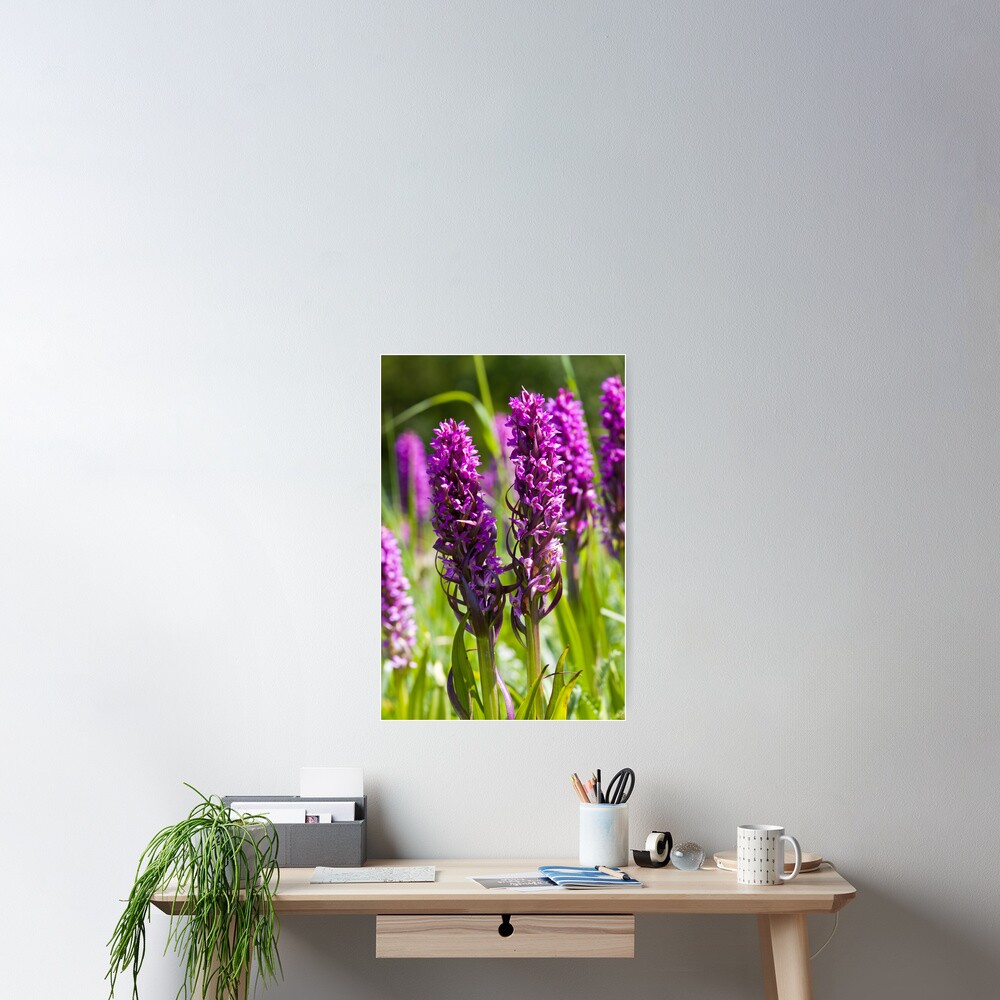 Early Marsh Orchid (Dactylorhiza incarnata) Poster