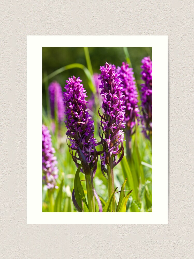Alternate view of Early Marsh Orchid (Dactylorhiza incarnata) Art Print