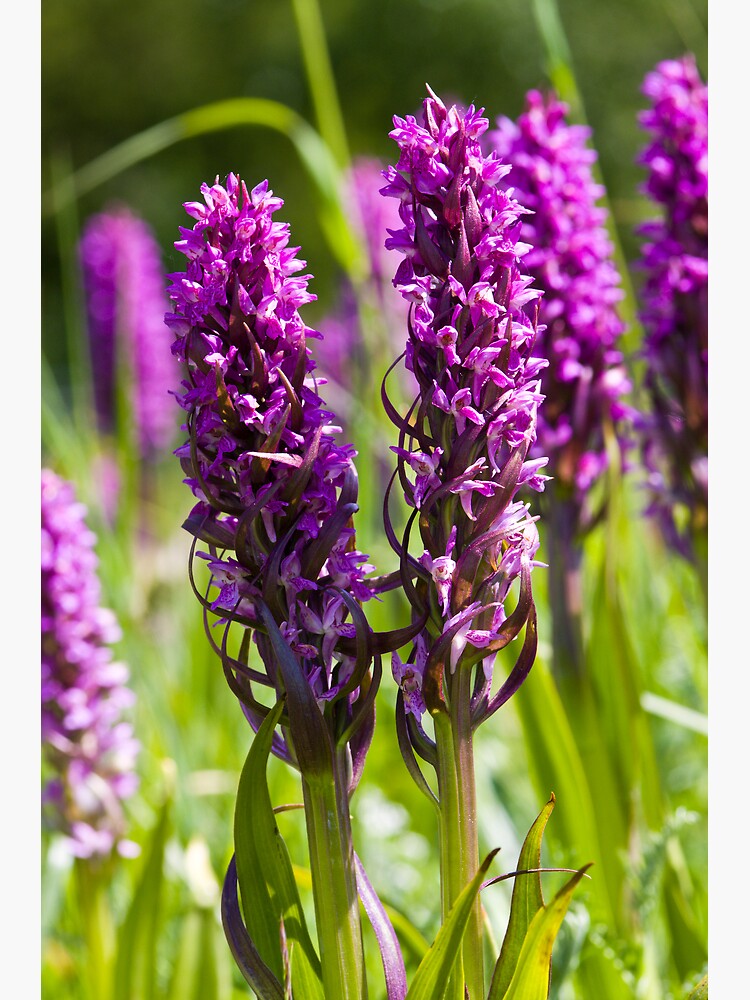 Early Marsh Orchid (Dactylorhiza incarnata) by SteveChilton
