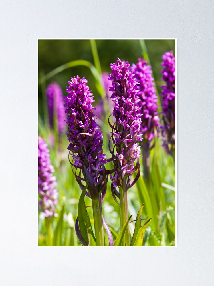 Alternate view of Early Marsh Orchid (Dactylorhiza incarnata) Poster