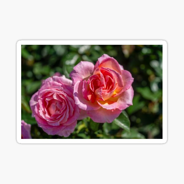 Two Pink Rose Blossoms Sticker