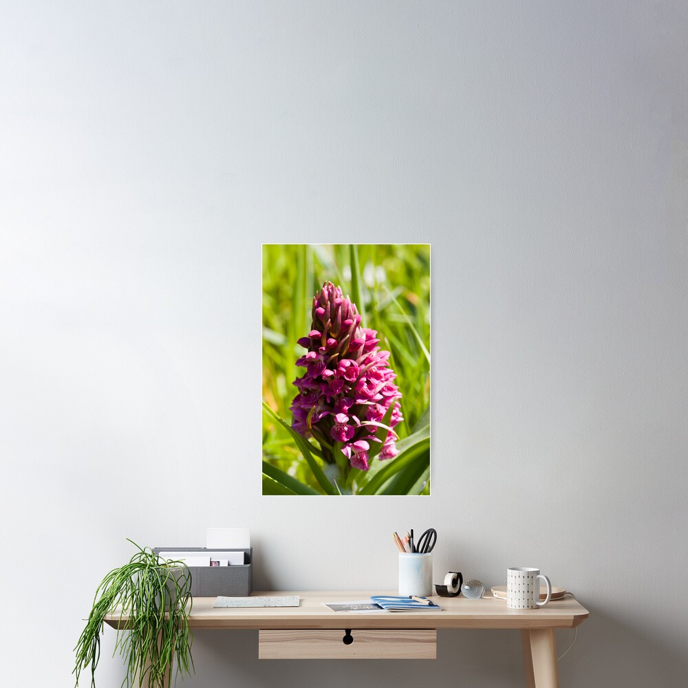 Southern Marsh Orchid (Dactylorhiza praetermissa) Poster