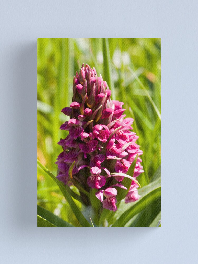 Alternate view of Southern Marsh Orchid (Dactylorhiza praetermissa) Canvas Print