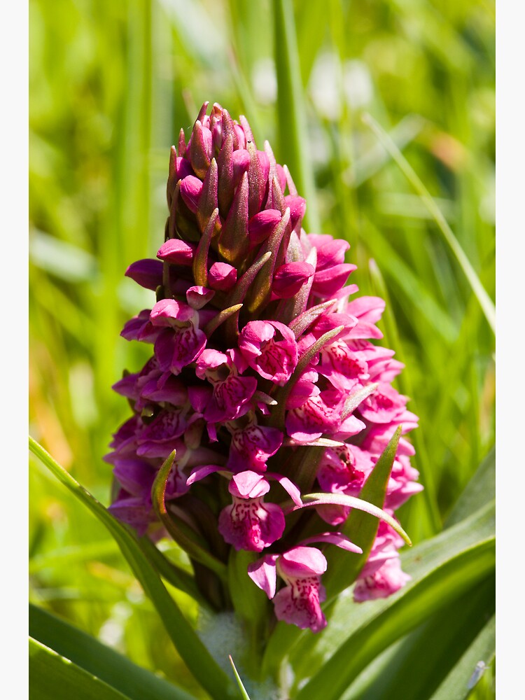 Southern Marsh Orchid (Dactylorhiza praetermissa) by SteveChilton