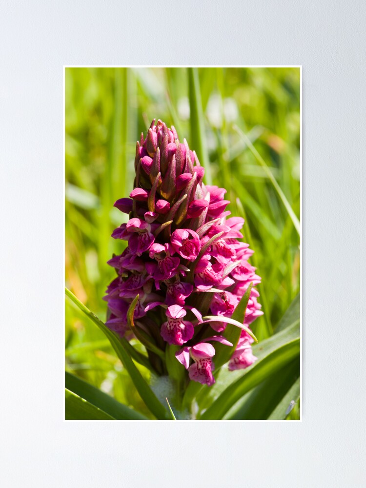 Alternate view of Southern Marsh Orchid (Dactylorhiza praetermissa) Poster
