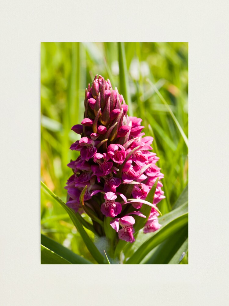 Alternate view of Southern Marsh Orchid (Dactylorhiza praetermissa) Photographic Print