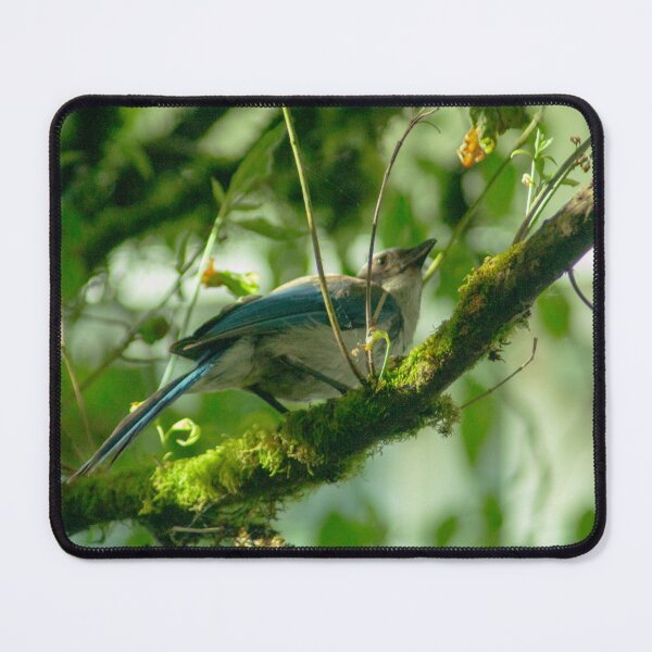 Item preview, #128 - Scrub Jay designed and sold by lewiswhatsisnme.