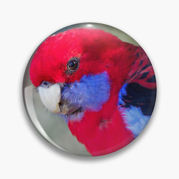 Artikelvorschau, Purpurrote Rosella entworfen und verkauft von PhotosbySandyS.