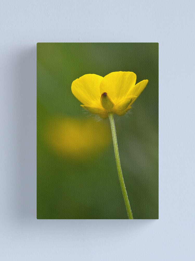Alternate view of Meadow Buttercup (Ranunculus acris) Canvas Print