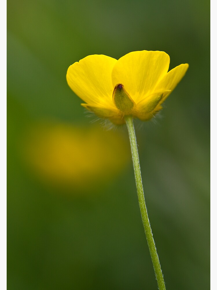 Meadow Buttercup (Ranunculus acris) by SteveChilton