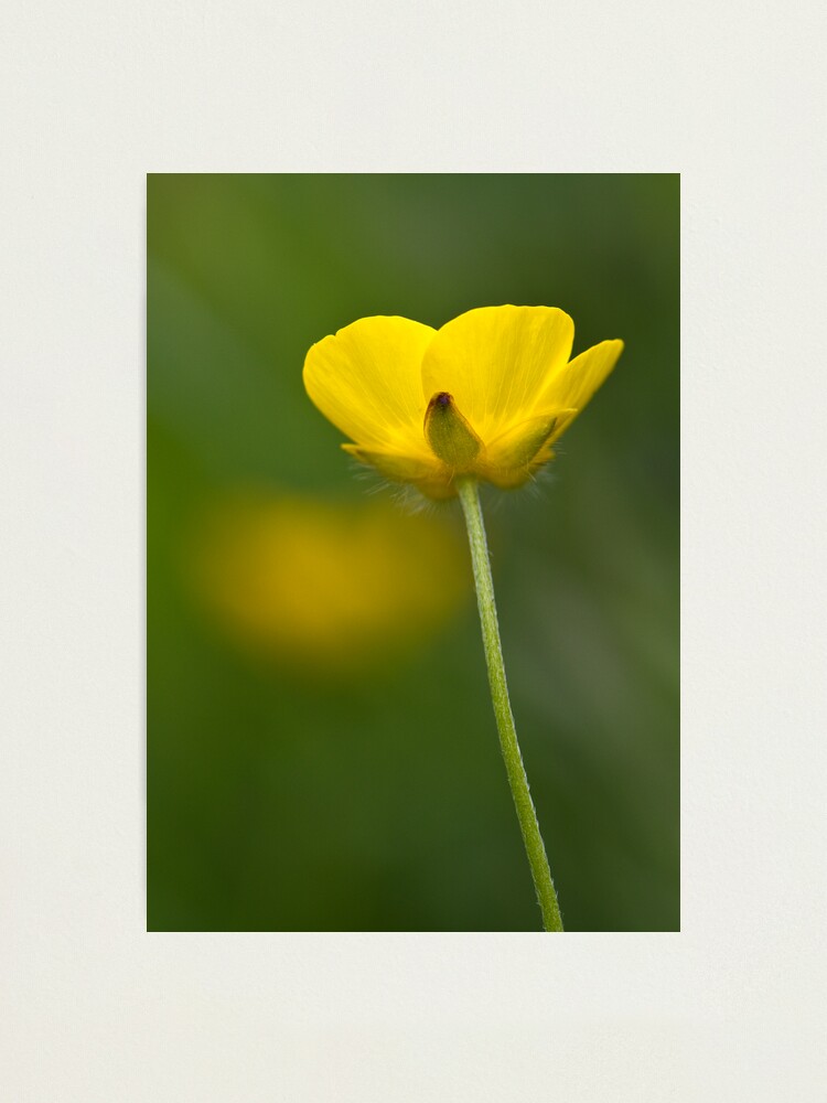 Alternate view of Meadow Buttercup (Ranunculus acris) Photographic Print