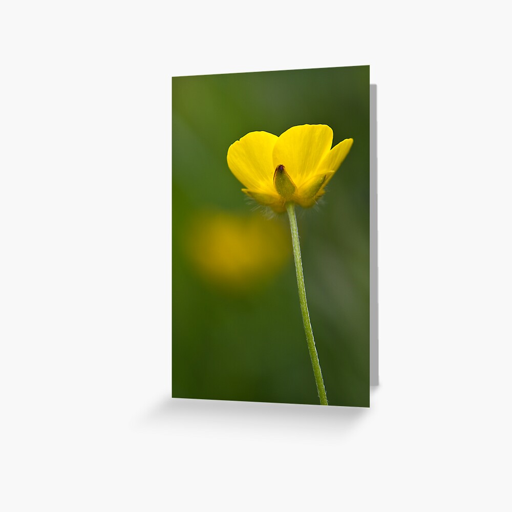Meadow Buttercup (Ranunculus acris) Greeting Card