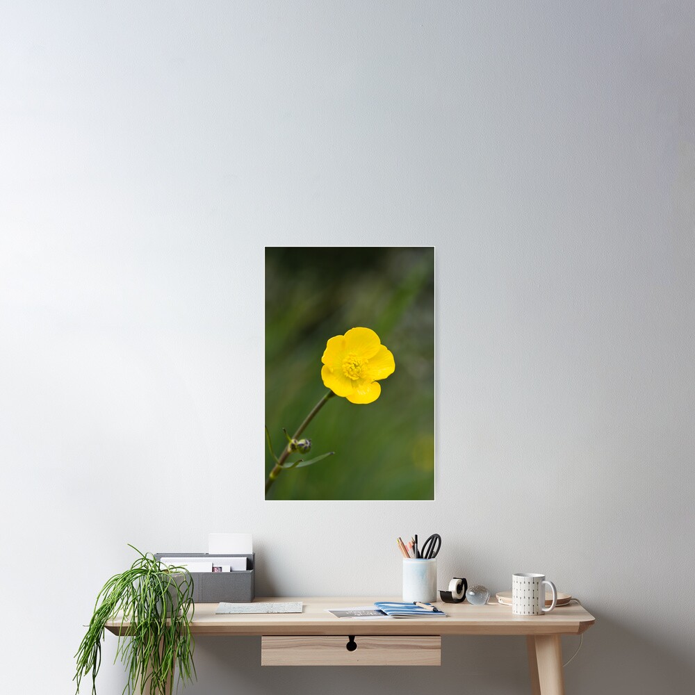 Meadow Buttercup (Ranunculus acris) Poster