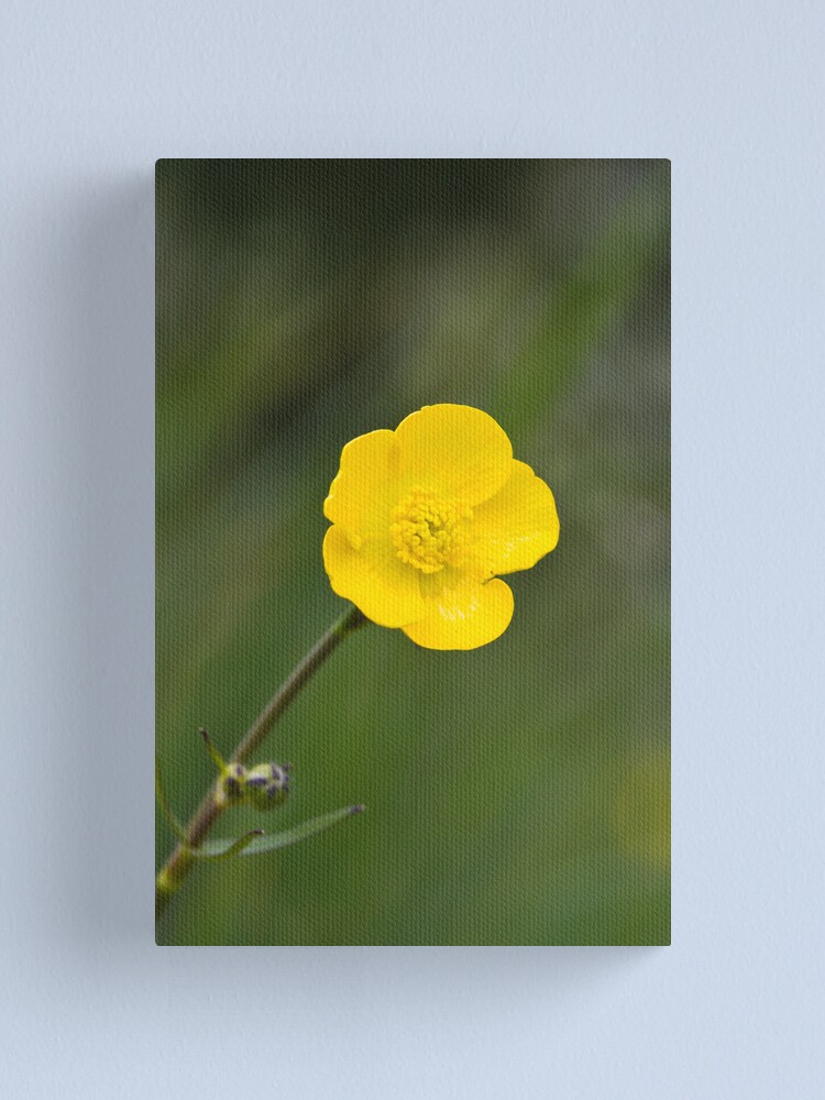 Alternate view of Meadow Buttercup (Ranunculus acris) Canvas Print