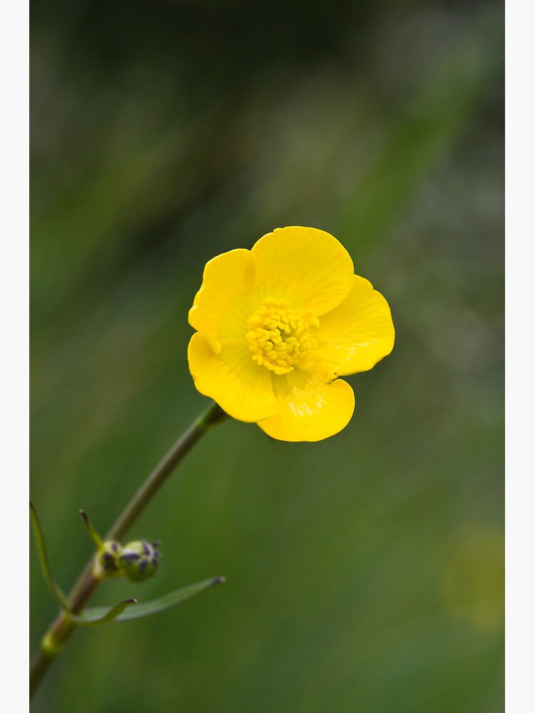 Meadow Buttercup (Ranunculus acris) by SteveChilton