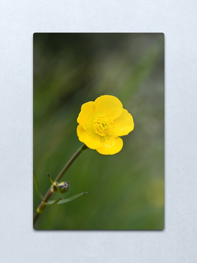 Alternate view of Meadow Buttercup (Ranunculus acris) Metal Print