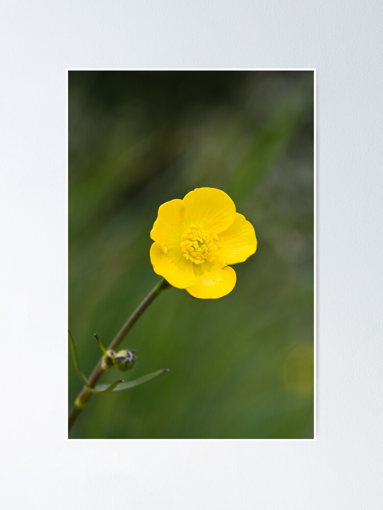 Alternate view of Meadow Buttercup (Ranunculus acris) Poster