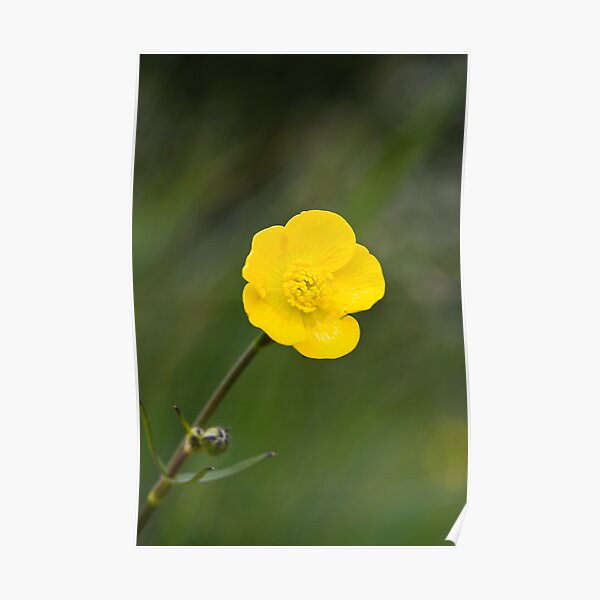 Meadow Buttercup (Ranunculus acris) Poster
