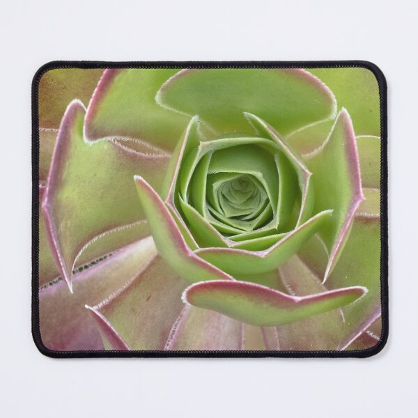 Item preview, Aeonium Arboreum - A Striking Succulent designed and sold by imaginethis.