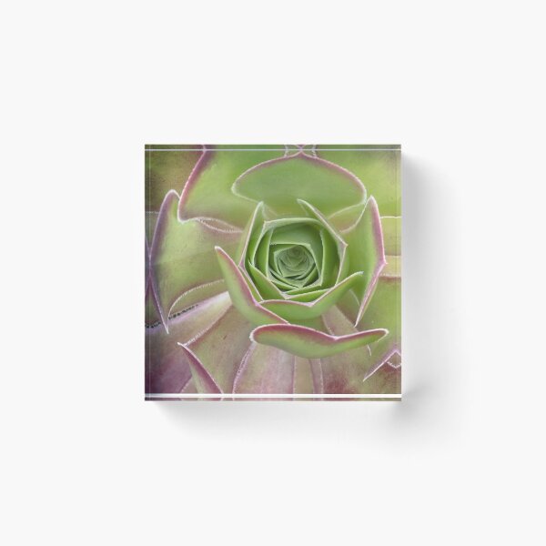 Item preview, Aeonium Arboreum - A Striking Succulent designed and sold by imaginethis.